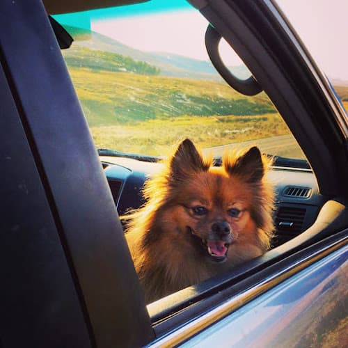 Dog trainer Paradise Pet Resorts Santa Rosa