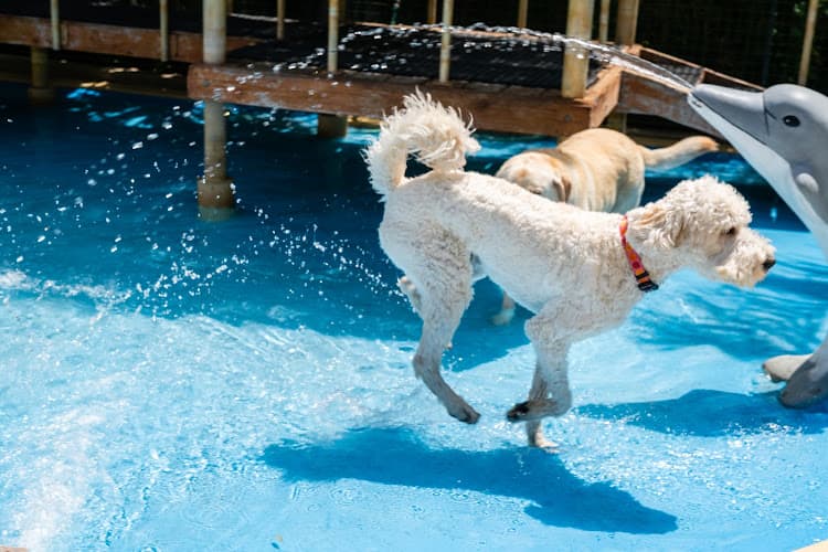 Dog trainer Paradise Ranch Pet Resort Burbank