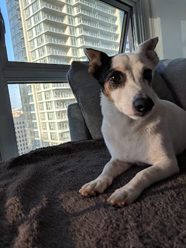 Dog trainer Pasadena Humane Pasadena