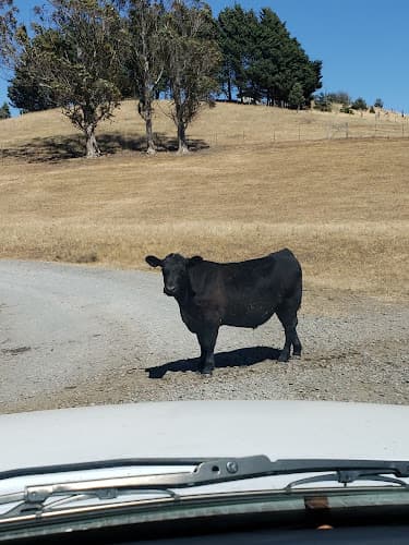 Dog trainer Patrick Canine Training Santa Rosa