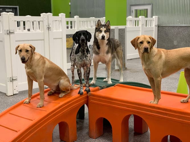 Dog trainer Paw Commons Pet Resort Carlsbad