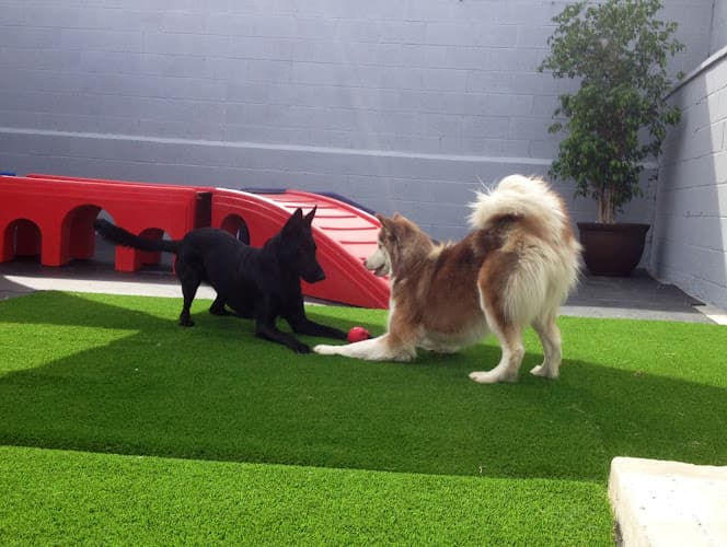 Dog trainer Paw In Order Orange