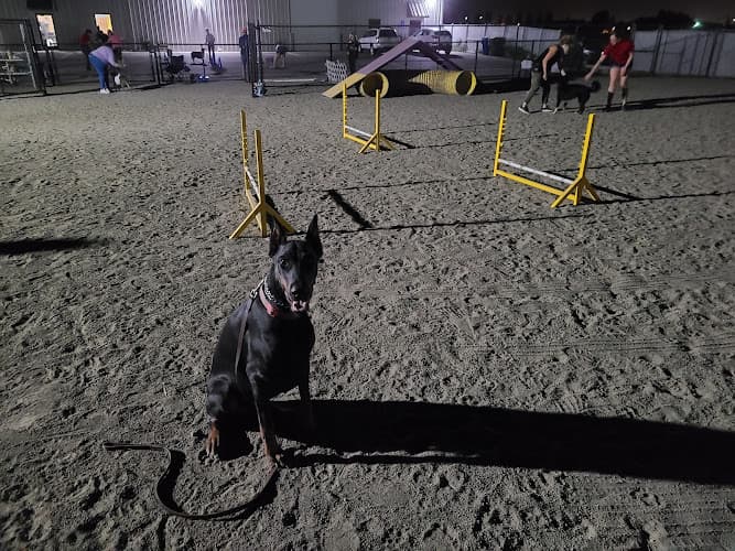 Dog trainer Paws for Play Modesto