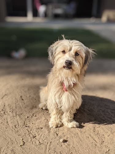 Dog trainer Paws In Play San Diego