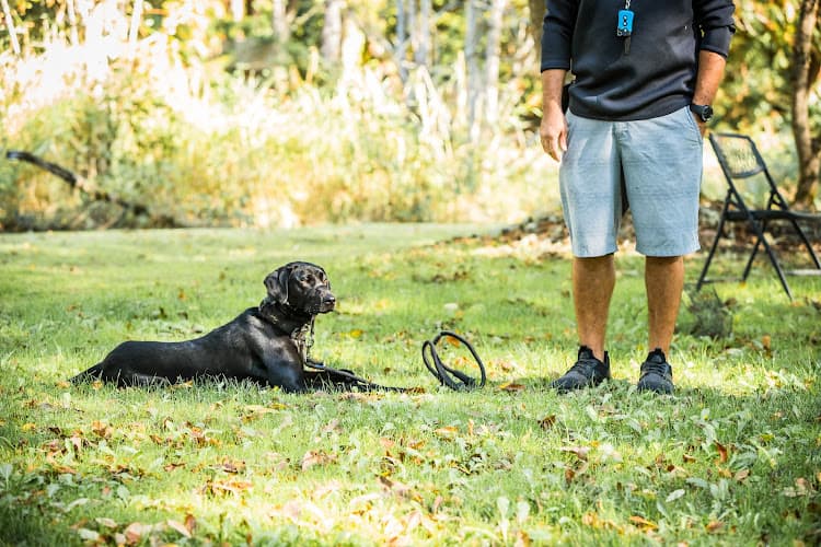 Dog trainer Paws on Gresham Gresham