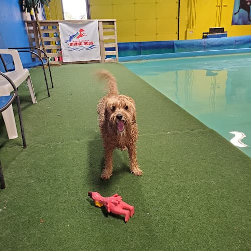 Dog trainer Paws Rehab Hillsboro