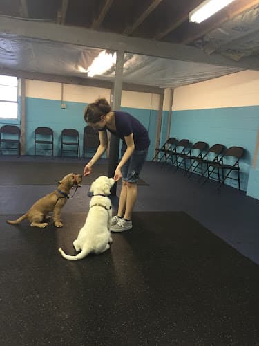 Dog trainer Paws4training Seattle