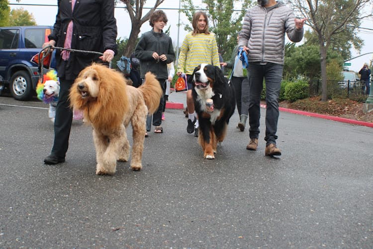 Dog trainer Pawsarotti's Santa Rosa