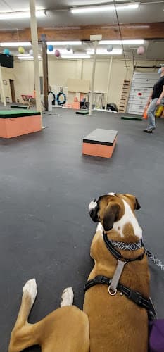 Dog trainer Pawsitive Connection Dog Training Spokane