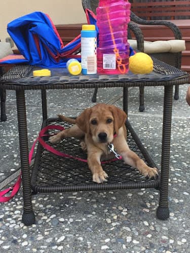 Dog trainer Pawsitive Interaction Dog Obedience Livermore