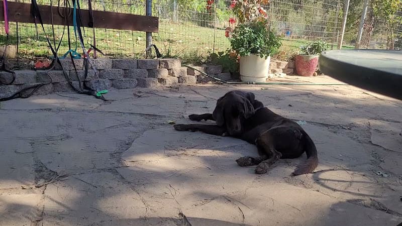 Dog trainer PAWS'itive Pals Dog Training Redding