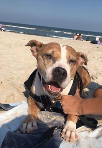 Dog trainer Pawsitive Paul's Dog Training Seattle