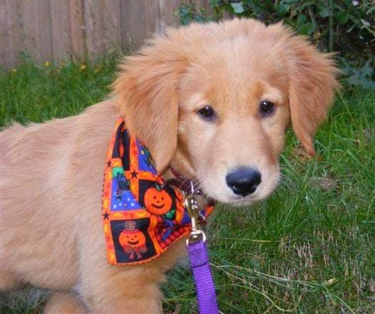 Dog trainer Pawsitive Steps Dog Training Kirkland