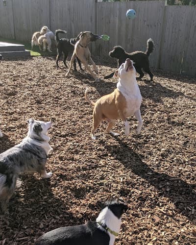 Dog trainer PAWsitive Tailz Everett
