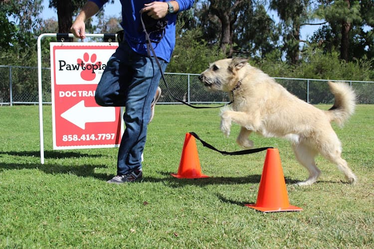 Dog trainer Pawtopia Dog Training San Diego