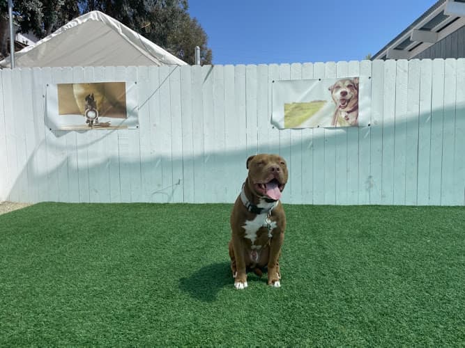 Dog trainer Performance K9 Training Centre Vista