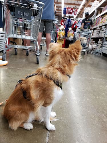 Dog trainer Pet Club Fairfield Fairfield