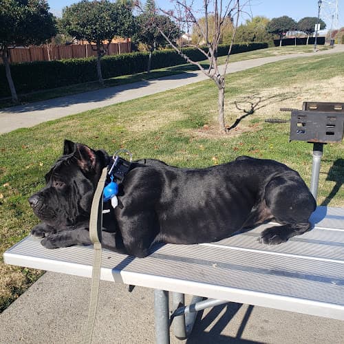 Dog trainer Pet Food Express Antioch