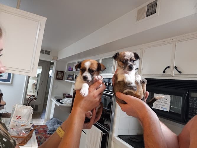 Dog trainer Pet Stop Murrieta