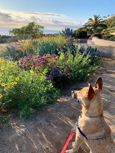 Dog trainer Pet Suites Mission Viejo