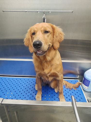 Dog trainer Pet Supplies Plus Gresham