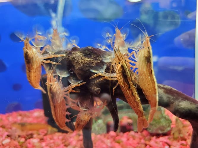 Dog trainer Pet Town South Gate