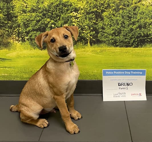 Dog trainer Petco Dog Training Los Angeles