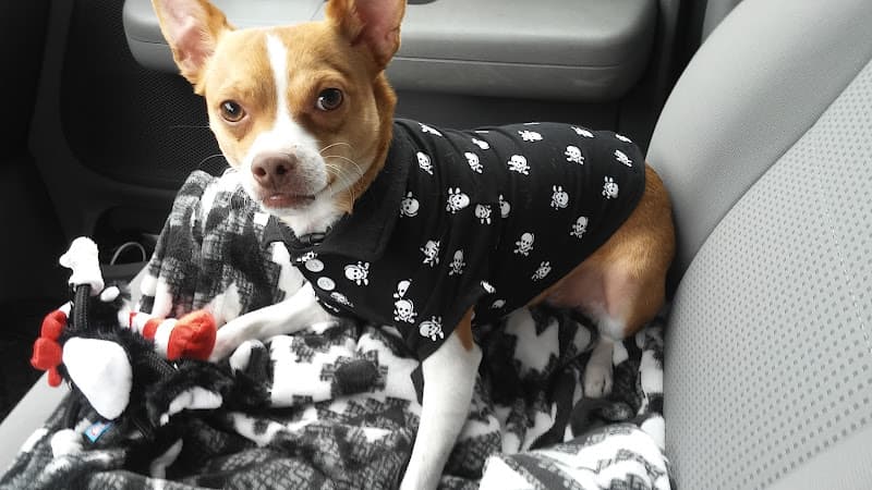 Dog trainer Petco Dog Training San Jose