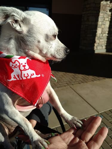 Dog trainer Petco Indio