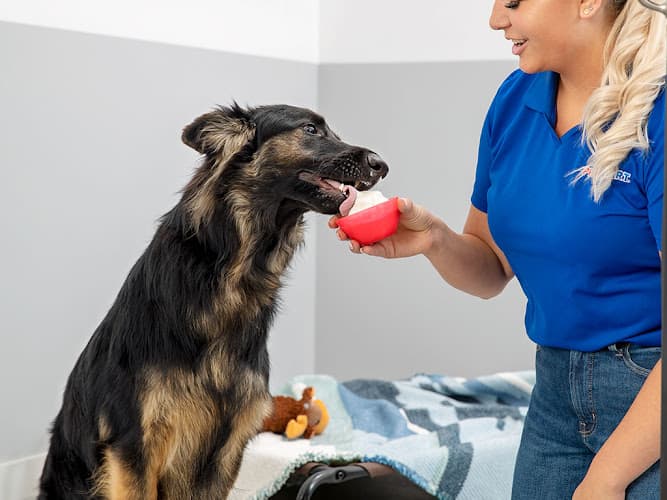 Dog trainer PetSmart Bellingham