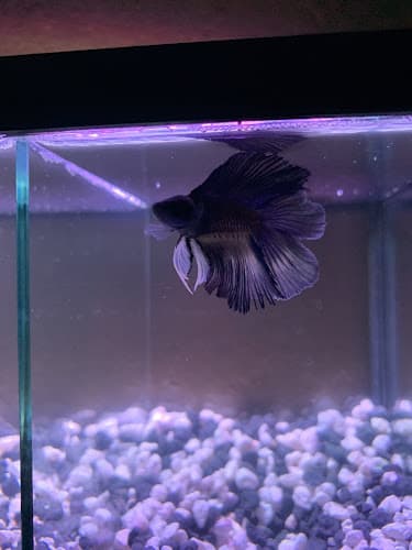 Dog trainer PetSmart Dog Training Concord