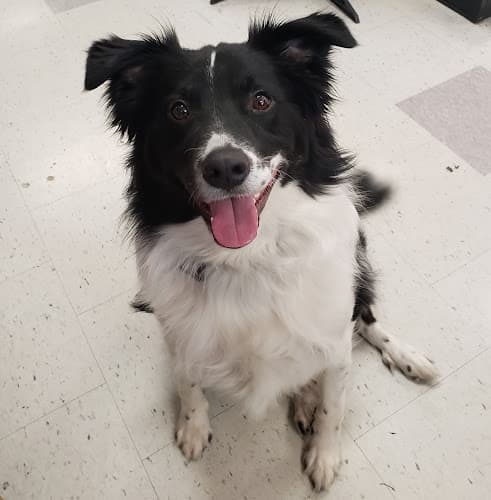 Dog trainer petStop Bellingham