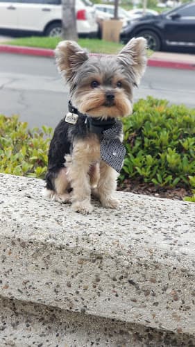 Dog trainer PetStop Warehouse Mission Viejo