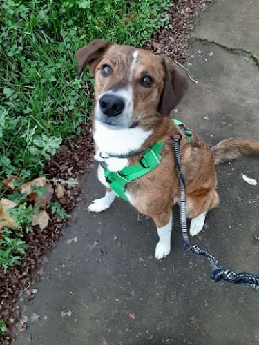 Dog trainer Platinum Leash Beaverton