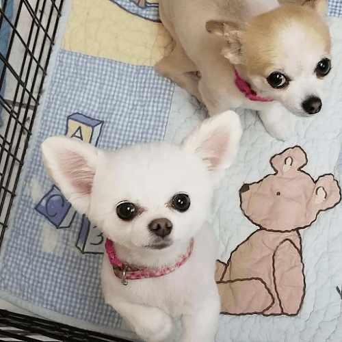 Dog trainer Poodle Creek Bellingham