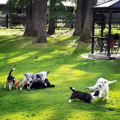 Dog trainer Puppy Manners Seattle