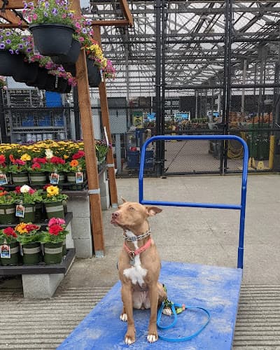 Dog trainer Rascal Training Portland