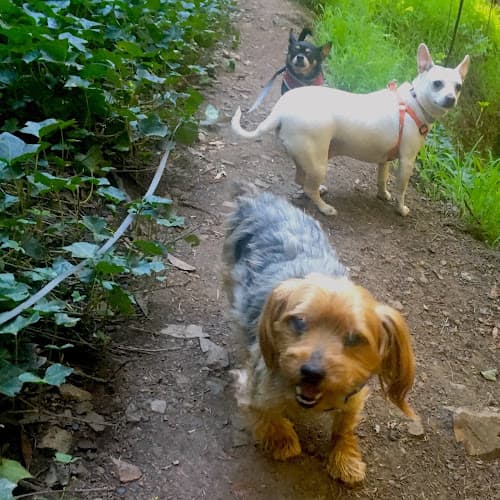 Dog trainer Redwood Trails - Daytime Adventures for Good Dogs! Oakland