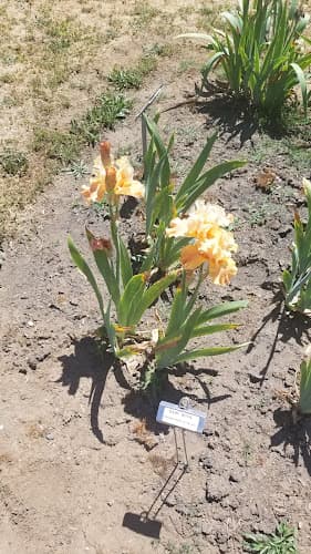 Dog trainer Reinhardt Ranch Elk Grove