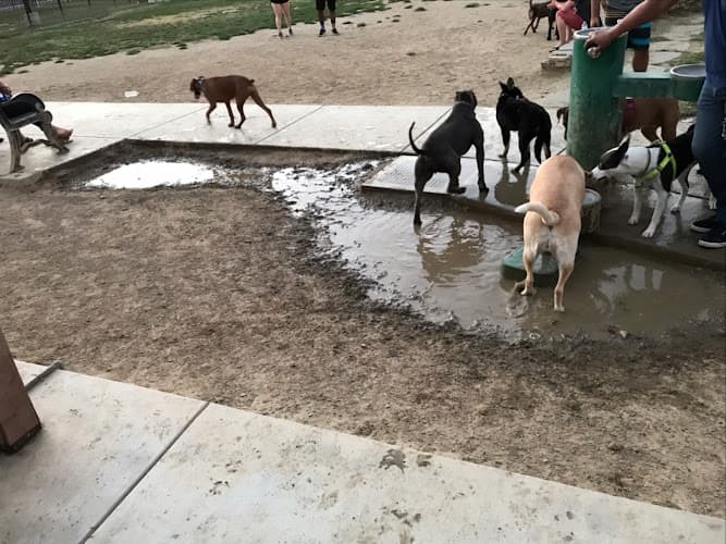 Dog trainer Riverwalk Dog Park Riverside