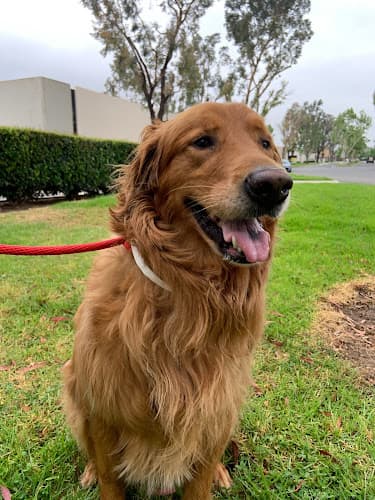 Dog trainer Riverwalk Pet Resort Corona