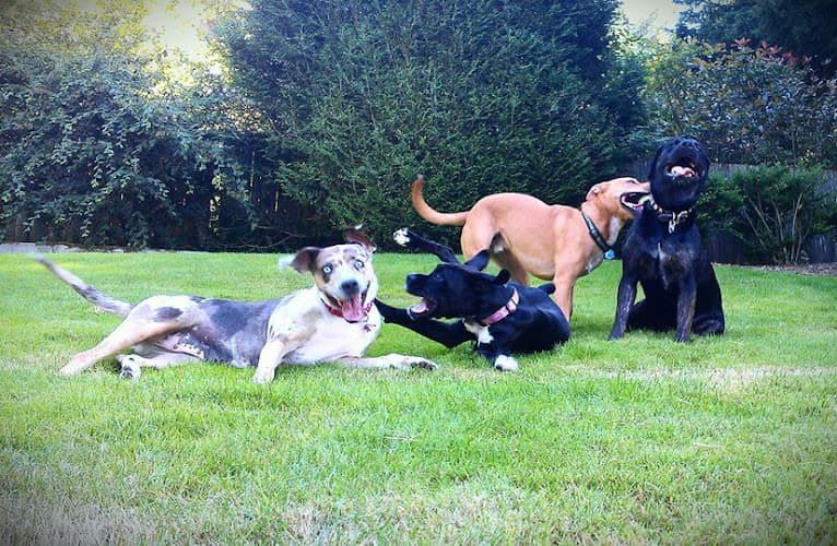 Dog trainer Rockstar Dogs Training and Behavior Bellevue