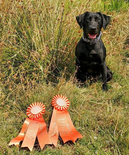 Dog trainer Rogue Retrievers LLC Vancouver