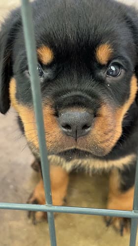 Dog trainer Rottweilers USA / vom Ein Platz Elk Grove