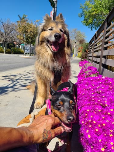 Dog trainer Rover Kennels Santa Monica