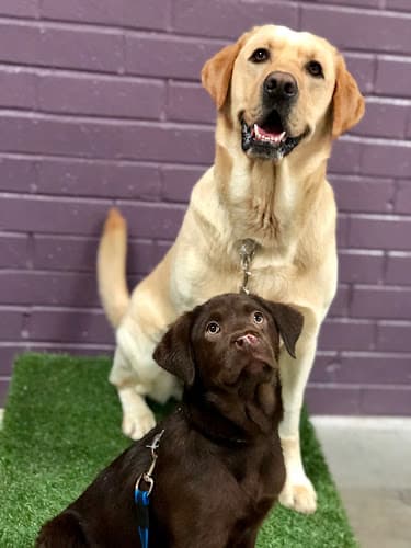 Dog trainer Royal Dog Academy Los Angeles
