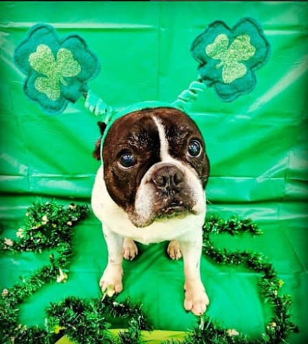 Dog trainer Ruff House Pet Resort Corona