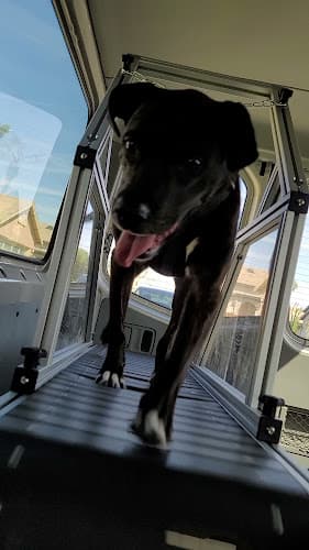 Dog trainer Run Pup, Run! Indio