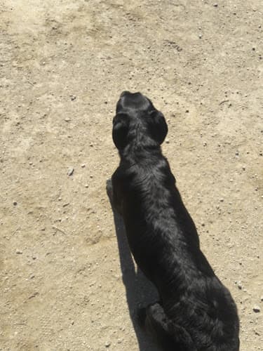 Dog trainer Runnin’ Retrievers Bakersfield