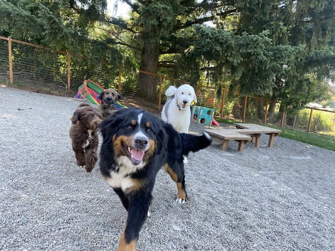 Dog trainer Sage Canines Beaverton